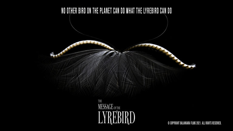 The Message of the Lyrebird The Message of the Lyrebird
