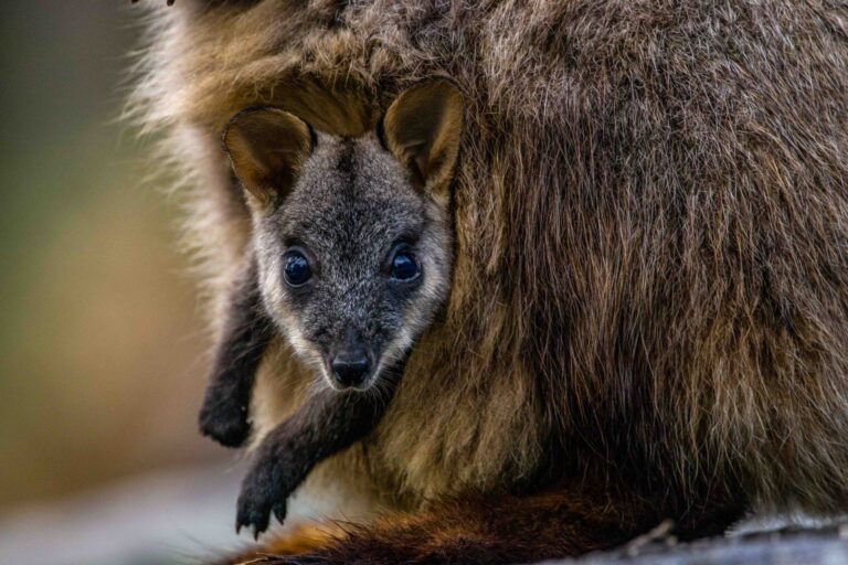 Kangaroo Valley’s best kept secret?