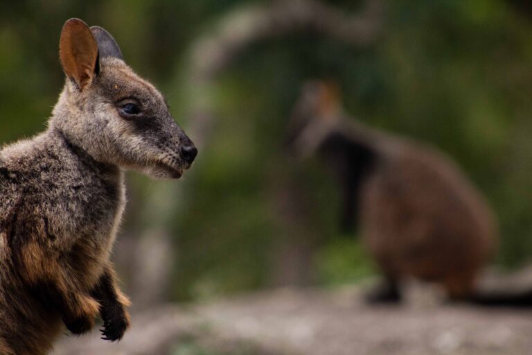 Friends of the Brush-Tailed Rock-Wallaby