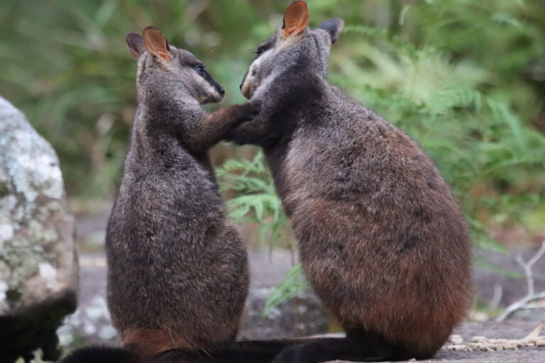 Wondering about Wallabies? Wondering about Wallabies?