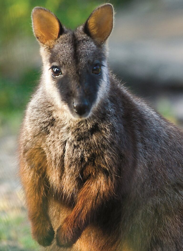 Government help for Brush-tailed Rock-wallabies Government help for Brush-tailed Rock-wallabies