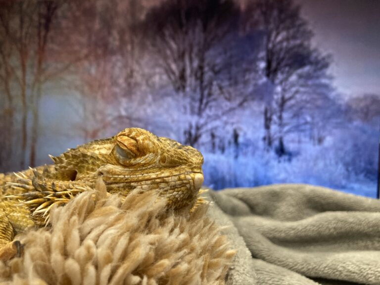 Happy Winter, everyone!